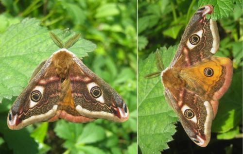 Réf. 340 508 : Saturnia pavonia